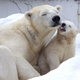Illustration for article titled Polar bears can communicate via footprints